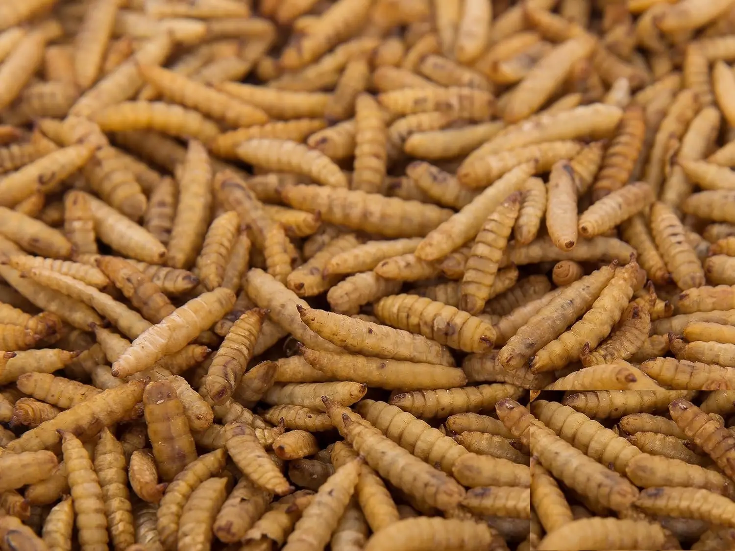 635f19d7ae16372c370f08f6-chubby-dried-calci-worms-5-kg