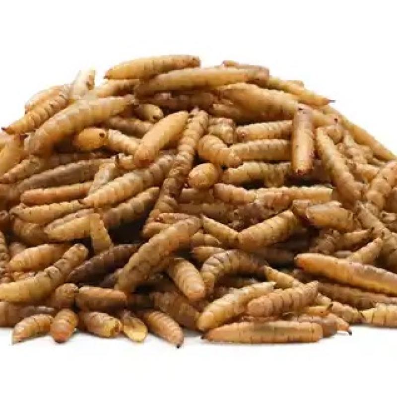 Buy Premium Dried & Puffed Black Soldier Fly Larvae (BSF) – High-Protein Fish & Reptile Feed | Natural Growth Booster | GrowBasket